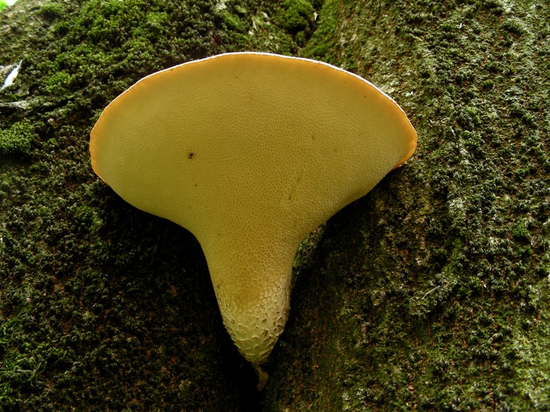 Super Polyporus!!!!!!!